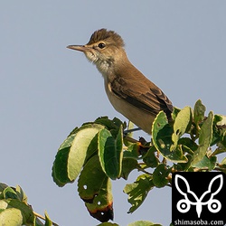 この付近には最近、ツミの幼鳥がうろついているので警戒しています。