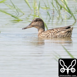 コガモの成鳥オス。ほぼエクリプスですが、多少は繁殖羽が生え変わり始めていました。