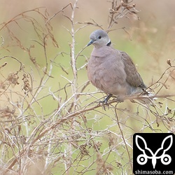 ベニバトのメス成鳥。まだ夏羽です。