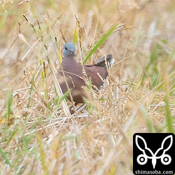 放棄された水稲の米を食うベニバト。