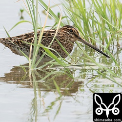 こちらもタシギ幼鳥。
