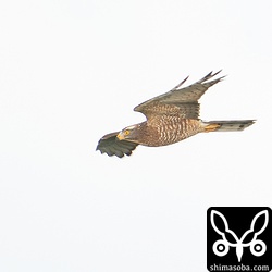 サシバの成鳥。