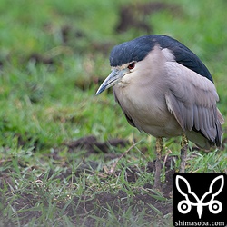 牧場のゴイサギ成鳥。
