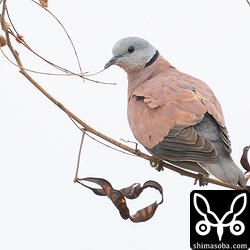 ベニバトのオス成鳥。冬羽が出てきています。