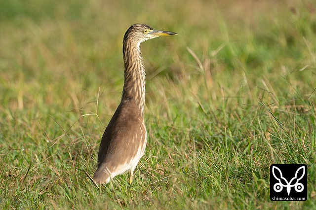 アカガシラサギ