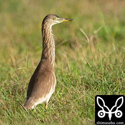 アカガシラサギ冬羽。今季3羽目です。