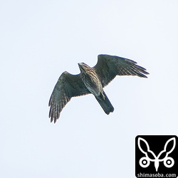 サシバの幼鳥。