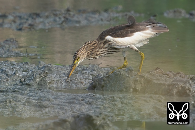 アカガシラサギ
