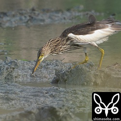 アカガシラサギ冬羽。上のジャワアカガシラサギと同じ田んぼにいました。こちらもトラクターについて回っていました。