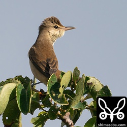 ベニバトを見ていると同じ木に止まったオオヨシキリ。