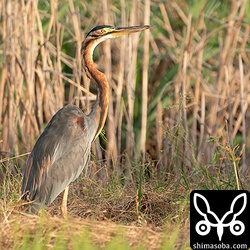 ムラサキサギ成鳥。