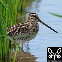田んぼにはタシギ幼鳥。