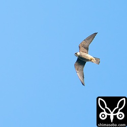 一瞬だけ、チゴハヤブサが現れました。