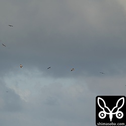 渦を巻くような壮大なタカ柱は見られませんでしたが小規模なのがぽつぽつと立ち上がりました。