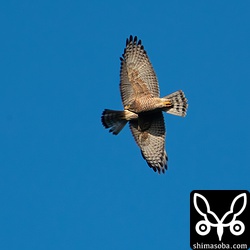 すわっ!! 合体?!