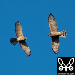 ぶつかるっ!! サシバの成鳥メス(右)と幼鳥。