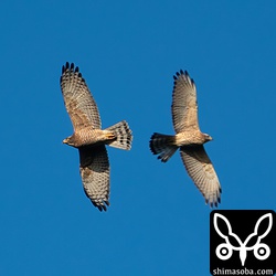 もちろんそんなわけはありません。偶然撮れたシーンでした。