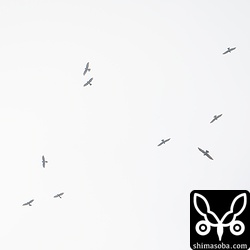 上と同じ群れ。北東から現れて頭上を通って南下していきました。