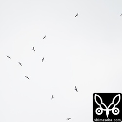 午後4時前にできたサシバのタカ柱。