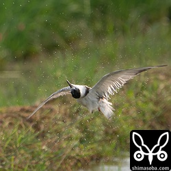 水浴び後、空中でブルっと体を震わせるクロハラアジサシ幼鳥。