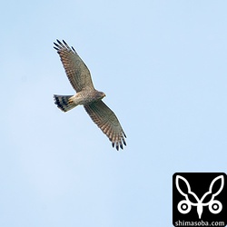 サシバの成鳥メス。