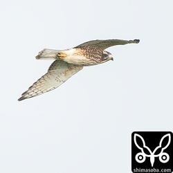 サシバの幼鳥。