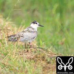 クロハラアジサシ幼羽から第1回冬羽へ。