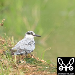 クロハラアジサシ冬羽へ換羽中。