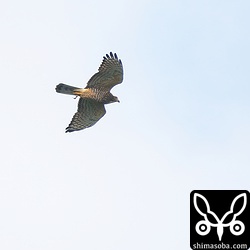 サシバの成鳥メス。左足を痛めているようでした。