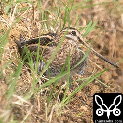 こちらもタシギ幼鳥。