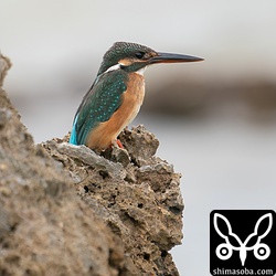 海岸に住むカワセミ成鳥メス。