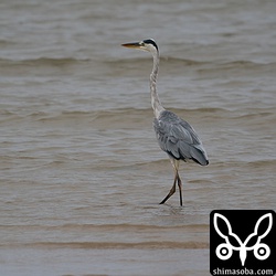 冬はアオサギがやってきます。写真を撮る機会はあまりないですが、変なアオサギがいないかチェックはかかせません。^^ オオアオサギ来ないかな。