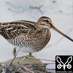 田んぼのタシギ幼鳥。車や散歩の人が通っても全く動じない個体でした。