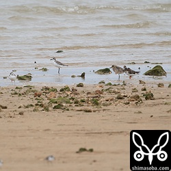 オオメダイチドリ、メダイチドリ、ムナグロ、キョウジョシギ。