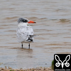 多少こちらも気にするような仕草をしていました。渡ってきたばかりのようです。