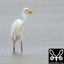チュウダイサギが小魚を捕まえた。