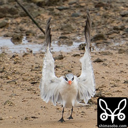 オニアジサシの着陸。赤いくちばしのかわいらしい水かきが特徴。