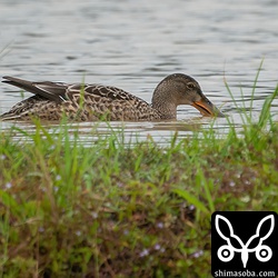 ハシビロガモの幼鳥オス。カルガモ十数羽と一緒に行動していました。
