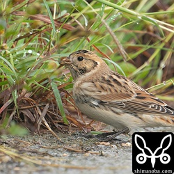 ツメナガホオジロはスズメより大きかったです。図鑑によると全長16.5センチ程度でホオジロと同サイズとのことですが、ツメナガホオジロの方ががっしりしているので大きく見えました。