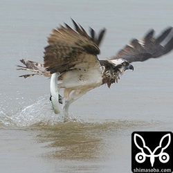 小魚を追って浅瀬にやってきたダツをミサゴがゲット!!