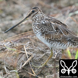 冬羽へ換羽が進むタシギの成鳥。