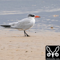 砂浜で休むオニアジサシ。成鳥冬羽です。