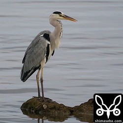 石垣島では冬鳥のアオサギ。海岸に数羽が群れていました。