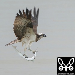 大きなダツをかかえて近くの岩場へ運んで行きました。