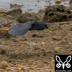 クロサギの飛翔。