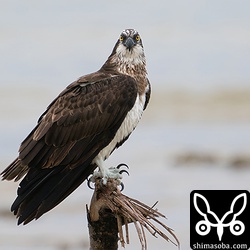 ミサゴの成鳥メス。