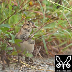 草の陰で食事中のツメナガホオジロ。