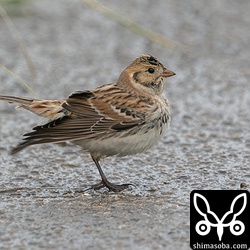 雨にぬれた体をブルっとひとはらい。