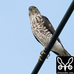 電線に現れたリュウキュウツミの幼鳥。スズメやシマキンパラはパニックです。