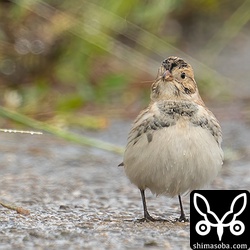 ふくらツメナガホオジロ。警戒心もあまりなく、草の種子を一生懸命啄んでいました。